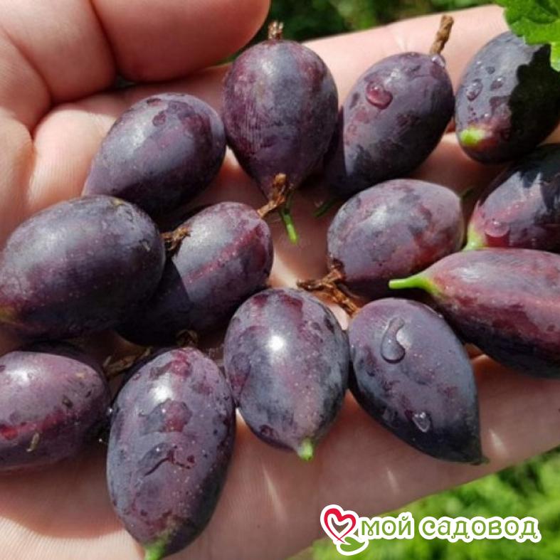 Крыжовник Грушенька Слабошиповатый