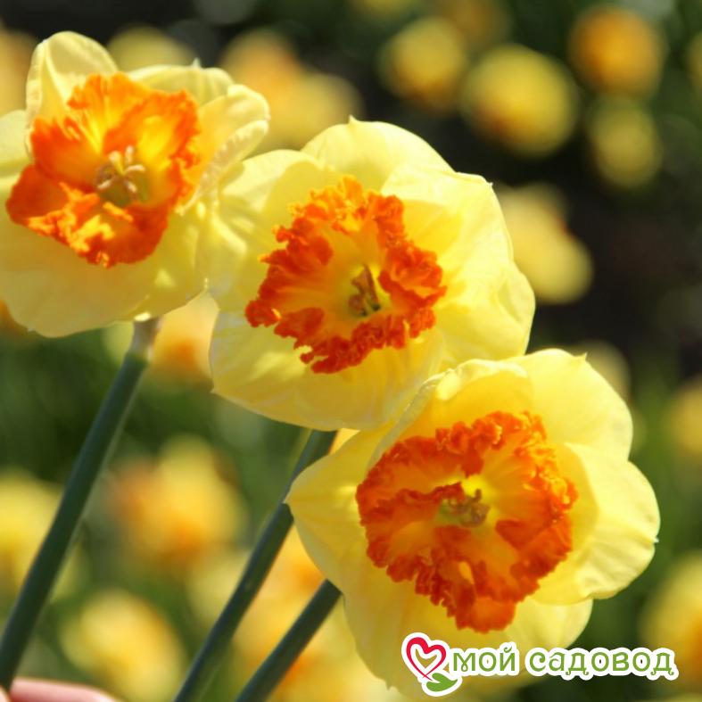 Нарцисс Берлин крупнокорончатый