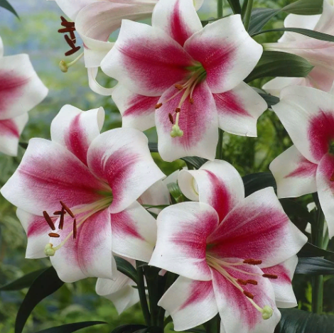 Лилия-гигант (ОТ-гибрид) Сонора